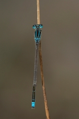 David Plant Photography - Wildlife Photography - Scarce blue-tailed damselfly - D